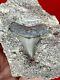 Aurora Chubutensis Fossil Shark Tooth, Megalodon Ancestor Lee Creek N. Carolina