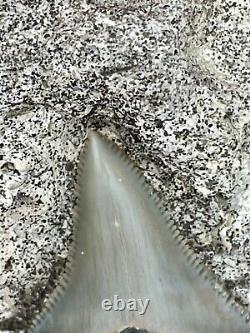 Aurora chubutensis Fossil Shark Tooth, megalodon Ancestor Lee Creek N. Carolina