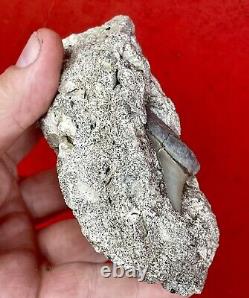 Aurora chubutensis Fossil Shark Tooth, megalodon Ancestor Lee Creek N. Carolina