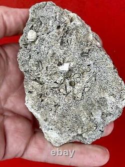 Aurora chubutensis Fossil Shark Tooth, megalodon Ancestor Lee Creek N. Carolina