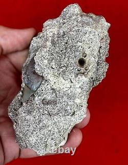 Aurora chubutensis Fossil Shark Tooth, megalodon Ancestor Lee Creek N. Carolina