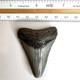 Authentic 2 Megalodon Shark Tooth Fossil Natural Black River Find No Repair