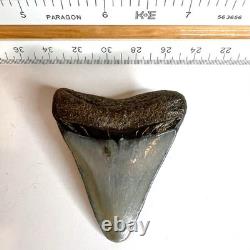 Authentic 2 Megalodon Shark Tooth Fossil Natural Black River Find No Repair