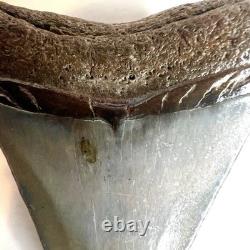 Authentic 2 Megalodon Shark Tooth Fossil Natural Black River Find No Repair