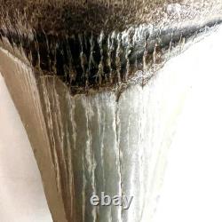 Authentic 2 Megalodon Shark Tooth Fossil Natural Black River Find No Repair