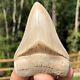 Authentic 3.30 Museum Quality Megalodon Shark Tooth Extinct Fossil (m-45 2)