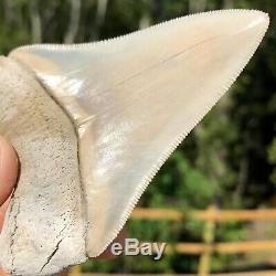 Authentic 3.30 Museum Quality Megalodon Shark Tooth Extinct Fossil (M-45 2)