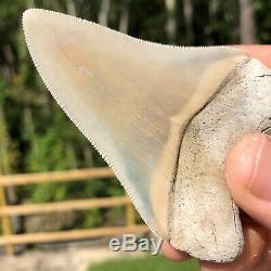 Authentic 3.30 Museum Quality Megalodon Shark Tooth Extinct Fossil (M-45 2)