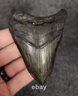 Authentic, 3.50 Fossil Megalodon Tooth South Carolina Meg #1161