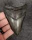 Authentic, 3.50 Fossil Megalodon Tooth South Carolina Meg #1161