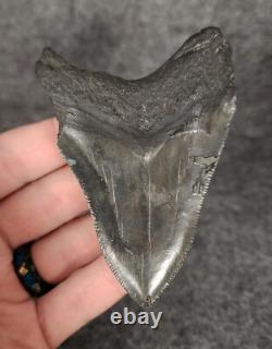 Authentic, 3.50 Fossil Megalodon Tooth South Carolina Meg #1161