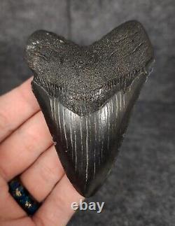 Authentic, 3.60 Fossil Megalodon Tooth South Carolina Meg #1475
