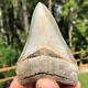 Authentic 3.60 Museum Quality Megalodon Shark Tooth Extinct Fossil (m-46 2)