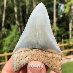 Authentic 3.60 Museum Quality Megalodon Shark Tooth Extinct Fossil (M-46 2)