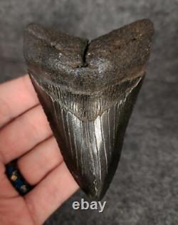 Authentic, 3.77 Fossil Megalodon Tooth South Carolina Meg #1152