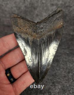 Authentic, 3.77 Fossil Megalodon Tooth South Carolina Meg #1152