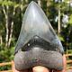 Authentic 4.05 Museum Quality Megalodon Shark Tooth Extinct Fossil (m-84)