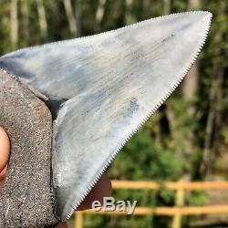 Authentic 4.05 Museum Quality Megalodon Shark Tooth Extinct Fossil (M-84)