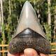 Authentic 4.13 Museum Quality Megalodon Shark Tooth Extinct Fossil (m-81)