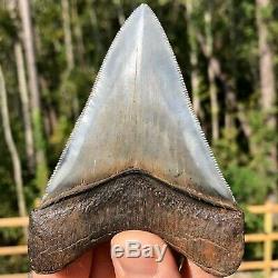 Authentic 4.13 Museum Quality Megalodon Shark Tooth Extinct Fossil (M-81)