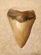 Authentic 4 1/4 In Megalodon Tooth Almost Perfect Condition Beautiful Fossil
