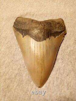 Authentic 4 1/4 In Megalodon Tooth Almost Perfect Condition Beautiful Fossil