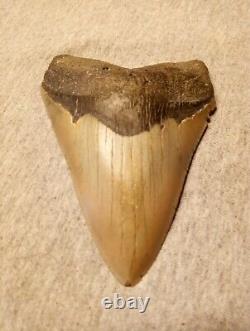 Authentic 4 1/4 In Megalodon Tooth Almost Perfect Condition Beautiful Fossil