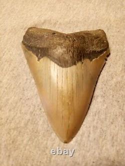 Authentic 4 1/4 In Megalodon Tooth Almost Perfect Condition Beautiful Fossil