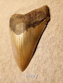 Authentic 4 1/4 In Megalodon Tooth Almost Perfect Condition Beautiful Fossil