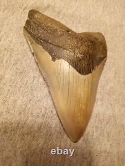 Authentic 4 1/4 In Megalodon Tooth Almost Perfect Condition Beautiful Fossil