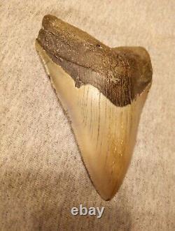Authentic 4 1/4 In Megalodon Tooth Almost Perfect Condition Beautiful Fossil