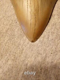 Authentic 4 1/4 In Megalodon Tooth Almost Perfect Condition Beautiful Fossil
