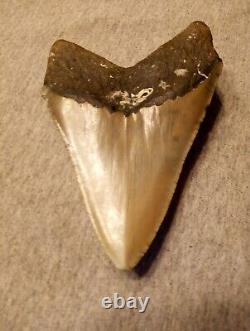 Authentic 4 1/4 In Megalodon Tooth Almost Perfect Condition Beautiful Fossil