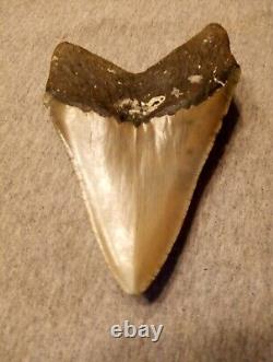 Authentic 4 1/4 In Megalodon Tooth Almost Perfect Condition Beautiful Fossil