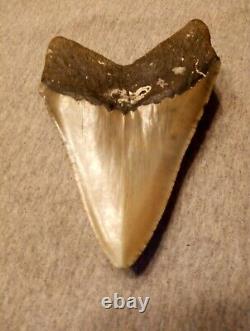 Authentic 4 1/4 In Megalodon Tooth Almost Perfect Condition Beautiful Fossil