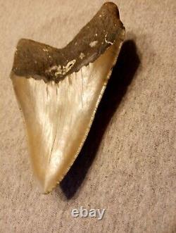Authentic 4 1/4 In Megalodon Tooth Almost Perfect Condition Beautiful Fossil