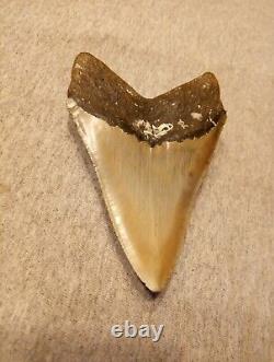 Authentic 4 1/4 In Megalodon Tooth Almost Perfect Condition Beautiful Fossil