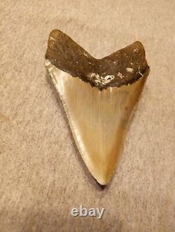 Authentic 4 1/4 In Megalodon Tooth Almost Perfect Condition Beautiful Fossil