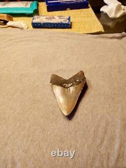 Authentic 4 1/4 In Megalodon Tooth Almost Perfect Condition Beautiful Fossil