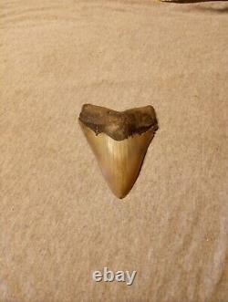 Authentic 4 1/4 In Megalodon Tooth Almost Perfect Condition Beautiful Fossil