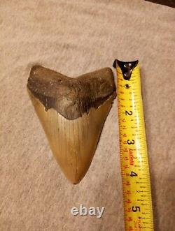 Authentic 4 1/4 In Megalodon Tooth Almost Perfect Condition Beautiful Fossil