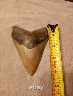 Authentic 4 1/4 In Megalodon Tooth Almost Perfect Condition Beautiful Fossil