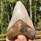 Authentic 4.35 Museum Quality Megalodon Shark Tooth Extinct Fossil (m-80)
