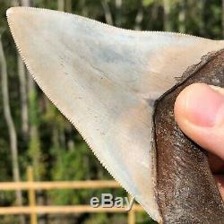 Authentic 4.35 Museum Quality Megalodon Shark Tooth Extinct Fossil (M-80)