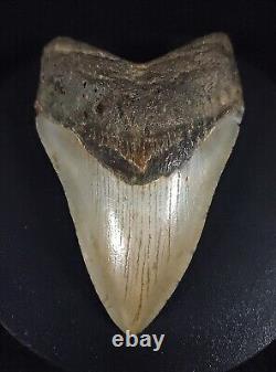 Authentic, 4.43 Fossil Megalodon Shark Tooth Meg Ledge