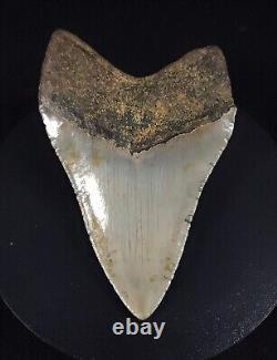 Authentic, 4.43 Fossil Megalodon Shark Tooth Meg Ledge