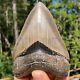Authentic 4.53 Museum Quality Megalodon Shark Tooth Extinct Fossil (m-98)