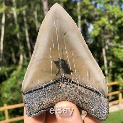 Authentic 4.53 Museum Quality Megalodon Shark Tooth Extinct Fossil (M-98)