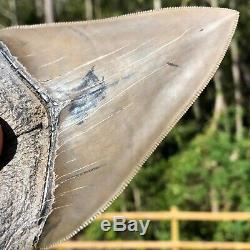 Authentic 4.53 Museum Quality Megalodon Shark Tooth Extinct Fossil (M-98)