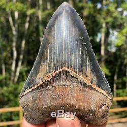 Authentic 4.70 Museum Quality Megalodon Shark Tooth Extinct Fossil (M-85)